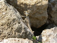 Drache Echse Türkei